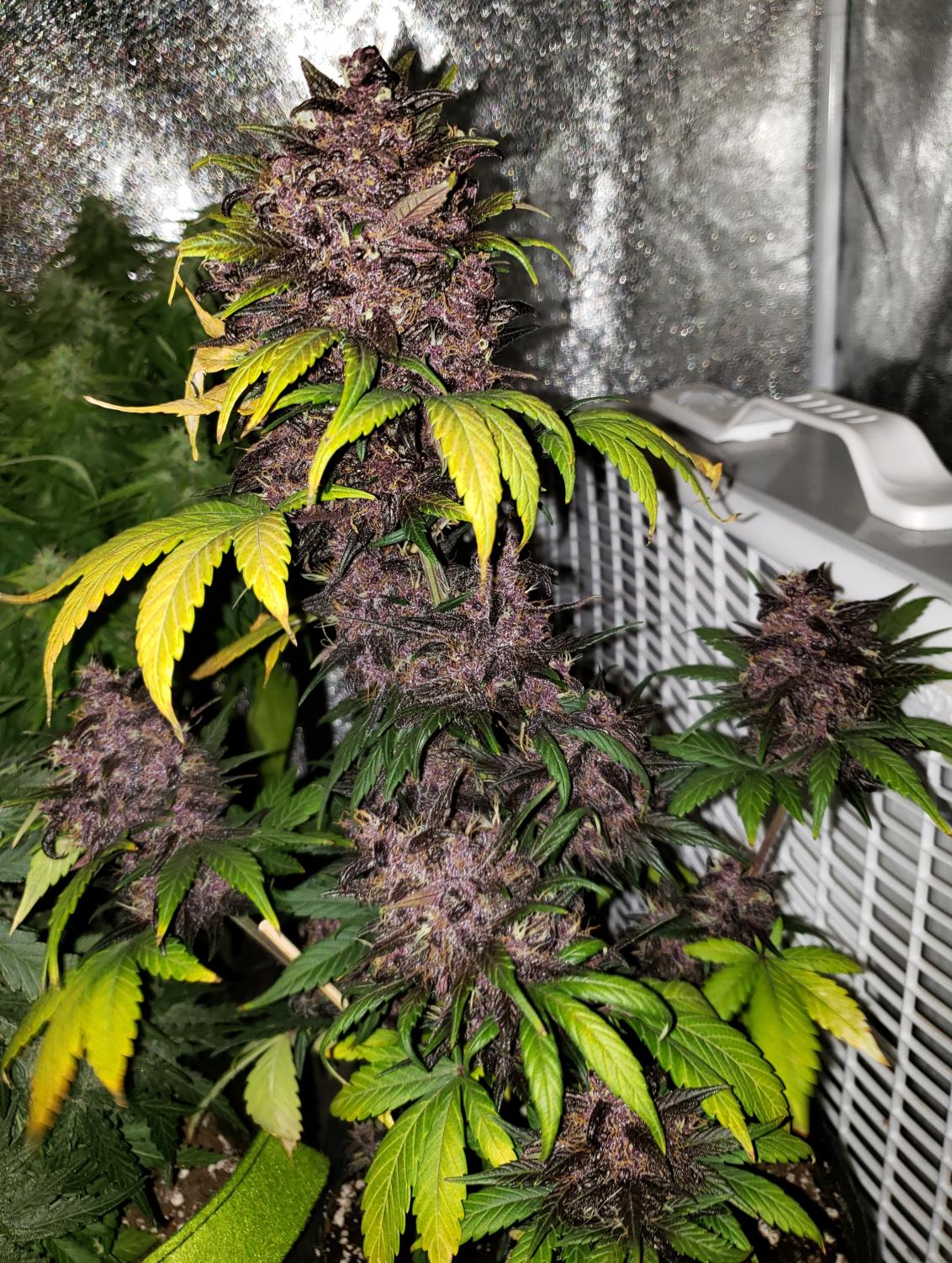 Crystal METH Auto Fem Esrar Tohumu (Fast Buds)