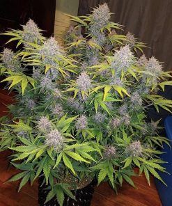Crystal METH Auto Fem Esrar Tohumu (Fast Buds)