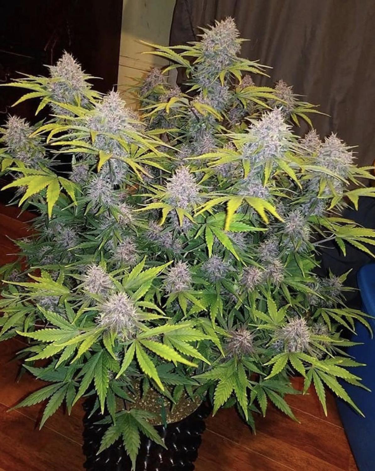 Crystal METH Auto Fem Esrar Tohumu (Fast Buds)
