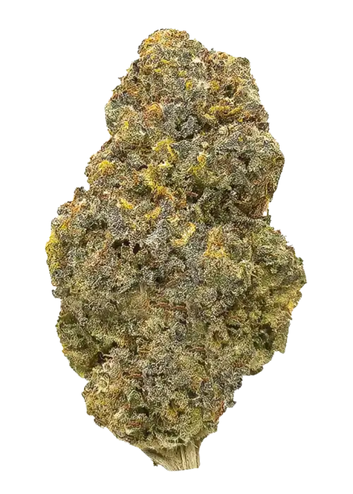 Curelato, tatlı aroması ve rahatlatıcı etkileriyle bilinen dengeli bir hibrit türdür. Yüksek verimli bu türün genetik yapısını keşfedin ve potansiyel faydalarını görüntüleyin.