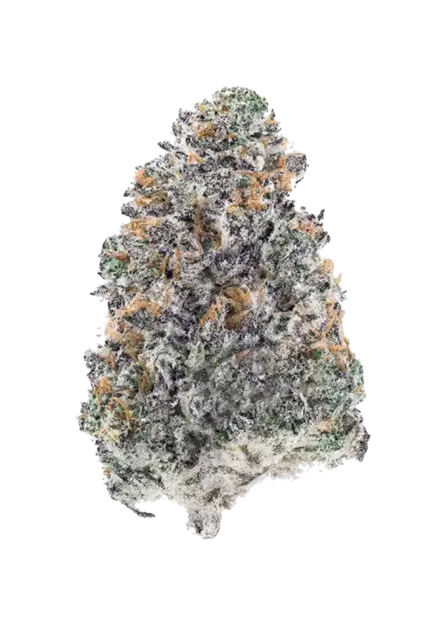 Curve Breaker, yakıtımsı ve tatlı aromasıyla öne çıkan bir indica türüdür. THC ile rahatlatıcı etkilere sahiptir. Bu eşsiz türü keşfedin.