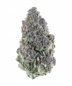 Daily Operation, sert yakıtımsı aroması ve rahatlatıcı etkisiyle bilinen Indica dominant bir türdür. Zihinsel odaklanma ve uyku için ideal. Özelliklerini keşfedin.