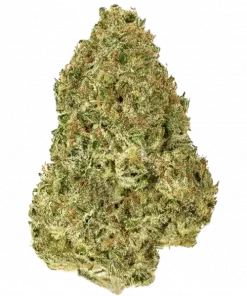 Damn Sour, yakıtımsı ve ekşi aromasıyla öne çıkan Sativa baskın bir türdür. Yüksek THC içeriğiyle stres ve ağrıya iyi gelir. Özelliklerini keşfedin.