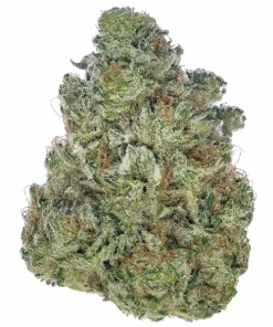 Green House Damnesia, yakıtımsı ve meyvemsi aromalarıyla öne çıkan Sativa baskın bir türdür. Yüksek verim ve güçlü etkileri keşfetmek için hemen görüntüleyin.