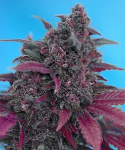 Dark Devil Auto Fem Esrar Tohumu (Sweet Seeds)