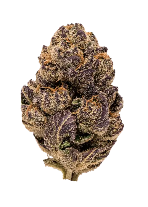 Dark Devil Auto™, tatlı meyve ve yakıtımsı aromalarıyla öne çıkan Sativa baskın bir türdür. Kısa sürede etki eden yapısıyla eşsiz deneyimi keşfedin.