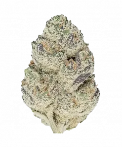 Dark Matter, tatlı kiraz aroması ve rahatlatıcı etkileriyle bilinen dengeli bir hibrit türüdür. THC içeriğiyle öne çıkar. Etkilerini keşfedin.