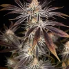 Dark Phoenix Feminized Esrar Tohumu (Green House Seed Co.)