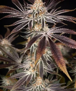 Dark Phoenix Feminized Esrar Tohumu (Green House Seed Co.)