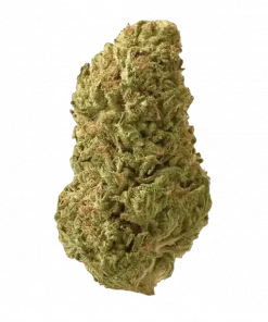 Dark Web, kremsi böğürtlen aroması ve THC oranıyla öne çıkan dengeli bir hibrit türdür. Rahatlatıcı etkilerini keşfetmek için hemen görüntüleyin.