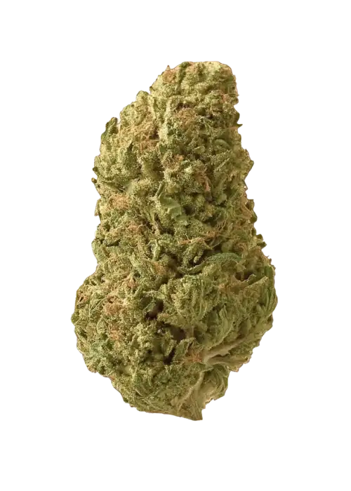 Dark Web, kremsi böğürtlen aroması ve THC oranıyla öne çıkan dengeli bir hibrit türdür. Rahatlatıcı etkilerini keşfetmek için hemen görüntüleyin.