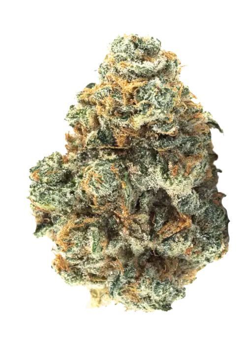 Dead Unicornz, tatlı tropikal aromaları ve güçlü etkisiyle öne çıkan bir hibrit türdür. Uzun süren rahatlama ve öfori için genetik yapısını keşfedin.