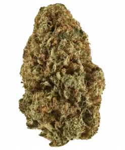 Deadhead OG, yakıtımsı ve çam aromalarıyla öne çıkan Sativa baskın bir türdür. Enerjik etkileriyle bilinir. Bu eşsiz türü hemen keşfedin.