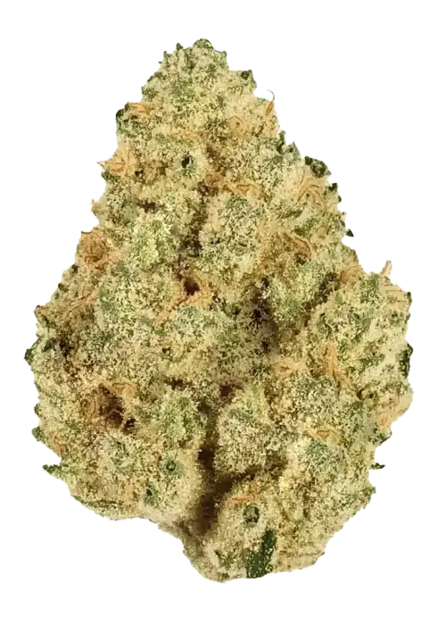 Death Star, sert yakıtımsı aroması ve yüksek THC içeriğiyle bilinen Indica dominant bir türdür. Güçlü etkilerini keşfetmek için hemen görüntüleyin.