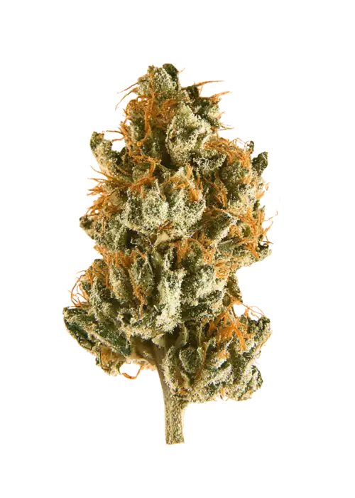 Deep Visions, ferahlatıcı limon aroması ve dengeli etkisiyle öne çıkan hibrit bir türdür. Uykusuzluk ve ağrı için ideal. Genetik yapısını keşfedin.