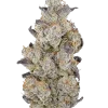 Desayuno, tatlı ve yakıtımsı aromalarıyla öne çıkan Indica dominant bir türdür. Stresi azaltan ve rahatlatan genetik yapısını keşfedin, hemen görüntüleyin.