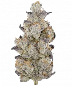 Desayuno, tatlı ve yakıtımsı aromalarıyla öne çıkan Indica dominant bir türdür. Stresi azaltan ve rahatlatan genetik yapısını keşfedin, hemen görüntüleyin.