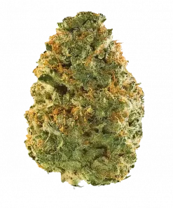 Desert Lime, keskin limon aroması ve dengeli yapısıyla öne çıkan bir hibrit türdür. Yüksek THC içeriğiyle enerji ve rahatlama sunar. Özelliklerini keşfedin.