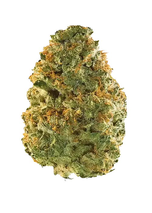 Desert Lime, keskin limon aroması ve dengeli yapısıyla öne çıkan bir hibrit türdür. Yüksek THC içeriğiyle enerji ve rahatlama sunar. Özelliklerini keşfedin.