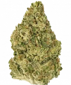 Desfrán, karamel ve elma notalarıyla öne çıkan Sativa baskın bir türdür. Yüksek THC içeriğiyle enerji verici etkilerini keşfedin ve genetik yapısını inceleyin.