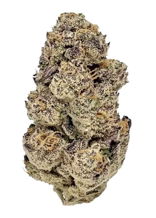 Devil Driver, benzersiz narenciye ve üzüm aromasıyla öne çıkan Sativa baskın bir türdür. Yüksek THC içeriğiyle enerji verici etkilerini keşfedin.