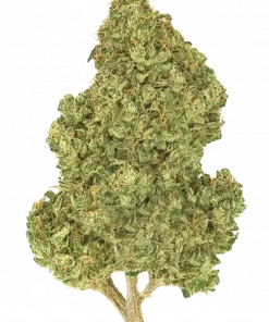 Devil Kush, keskin aroması ve rahatlatıcı etkileriyle bilinen indica baskın bir türdür. Toprak, baharat ve narenciye notalarını keşfedin. Şimdi görüntüleyin.