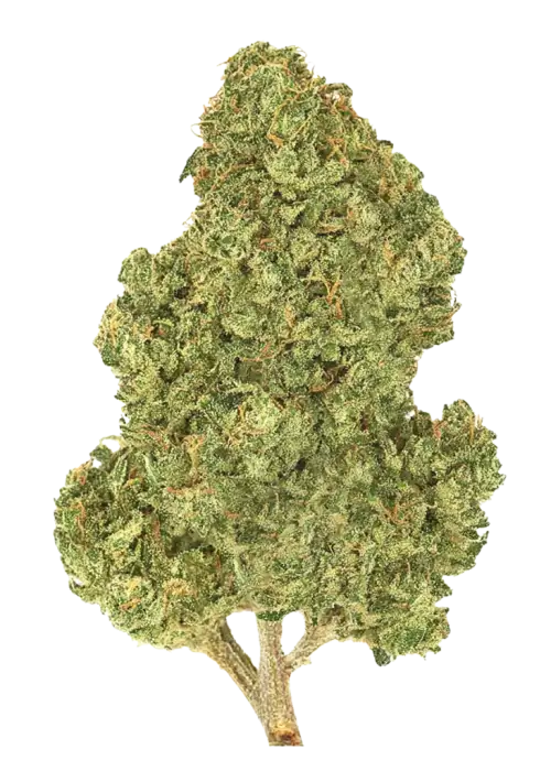 Devil Kush, keskin aroması ve rahatlatıcı etkileriyle bilinen indica baskın bir türdür. Toprak, baharat ve narenciye notalarını keşfedin. Şimdi görüntüleyin.