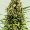 Diesel Auto Fem Esrar Tohumu (Royal Queen Seeds)