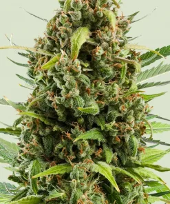 Diesel Auto Fem Esrar Tohumu (Royal Queen Seeds)