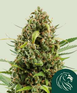 Diesel Auto Fem Esrar Tohumu (Royal Queen Seeds)
