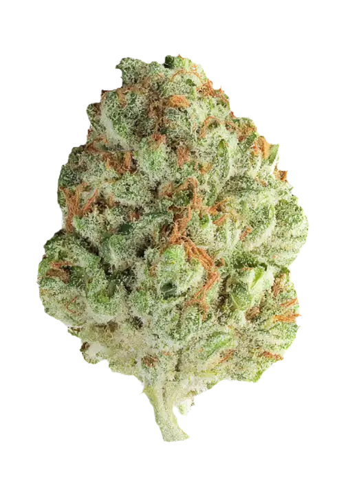 Diesel, yakıtımsı aroması ve yüksek enerjisiyle bilinen sativa baskın bir türdür. Yaratıcılığı tetikleyen bu türün genetik yapısını keşfedin.