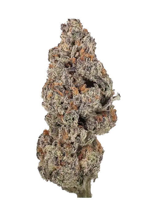 Dior, yaban mersini aromalı ve THC içeren dengeli bir hybrid türdür. Spazm ve stres için idealdir. Genetik yapısını keşfedin ve detayları görüntüleyin.