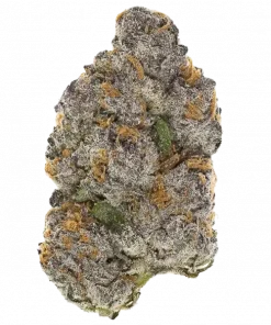 Dirty Banana GEN1, muz ve hindistan cevizi aromalı, yüksek THC'li bir hibrit türüdür. Rahatlatıcı etkileriyle öne çıkar. Genetik yapısını keşfedin.