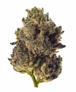 Dirty Bird, sert aroması, 'ye varan THC içeriğiyle öne çıkan Indica baskın bir türdür. Yoğun etkilerini ve genetik yapısını keşfedin.