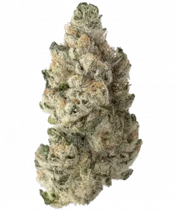 Dirty Gak, keskin aroması ve dengeli etkisiyle öne çıkan hibrit bir türdür. Topraksı ve narenciye notalarıyla eşsiz bir deneyim sunar. Özelliklerini keşfedin.