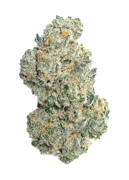 Dirty Shirley, tatlı kiraz aroması ve dengeli etkisiyle öne çıkan hibrit bir türdür. Yaratıcılığı ve rahatlamayı keşfedin. Genetik yapısını görüntüleyin.