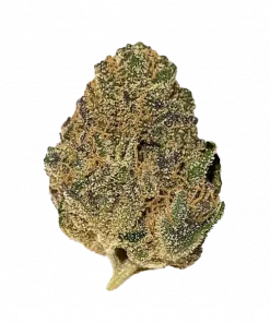 Dirty Taxi, sert benzin kokusu ve yüksek THC içeriğiyle bilinen Sativa baskın bir türdür. Enerji verici etkileriyle öne çıkar. Özelliklerini keşfedin.