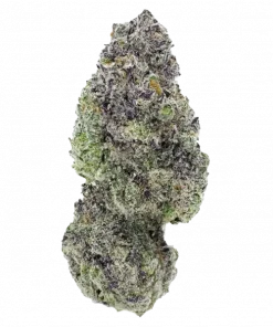 Dirty Water, keskin aroması, Sativa etkileri ve yüksek THC içeriğiyle öne çıkan bir hibrit türdür. Rahatlatıcı etkilerini ve genetik yapısını keşfedin.