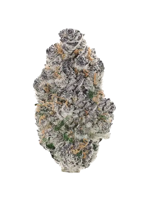 Disco Tiger, üzüm ve narenciye aromalı, yüksek THC'li Indica dominant bir türdür. Uykusuzluk ve ağrı için ideal. Bu eşsiz türü keşfedin.