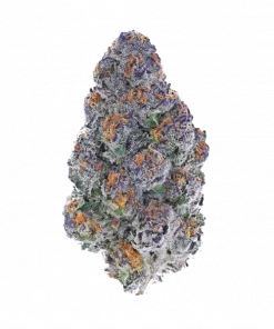 Dive Bomb, yüksek THC ve belirgin narenciye aromasıyla öne çıkan Indica baskın bir türdür. Yaratıcılığı ve rahatlamayı keşfedin, detayları görüntüleyin.