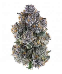 Divine Nectar, vanilya aromaları ve rahatlatıcı etkileriyle bilinen Indica baskın bir türdür. Yüksek THC içeriğiyle öne çıkar. Bu eşsiz türü keşfedin.