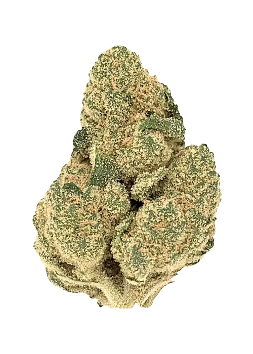 Divorce Cake, sert yakıtımsı notaları ve yüksek THC içeriğiyle bilinen Indica dominant bir türdür. Yoğun etkilerini ve genetik yapısını keşfedin.