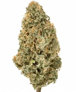 DJ Short Blueberry, tatlı yaban mersini aroması ve rahatlatıcı etkileriyle bilinen indica dominant bir türdür. Eşsiz genetik yapısını keşfedin ve görüntüleyin.