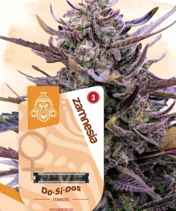 Do-Si-Dos Feminized Esrar Tohumu (Zamnesia Seeds)