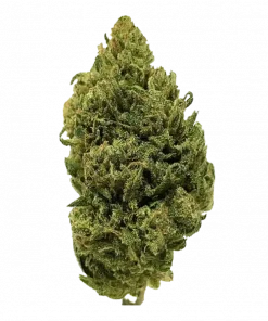 Dog Walker OG, sert yakıtımsı aroması ve 'lik THC oranıyla öne çıkan Indica baskın bir türdür. Etkilerini ve potansiyel faydalarını keşfedin.