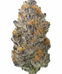 Dolato S1, tatlı böğürtlen aroması ve rahatlatıcı etkileriyle bilinen dengeli bir türdür. Dosidos ve Gelato #41 genetiğini keşfedin ve detaylıca görüntüleyin.