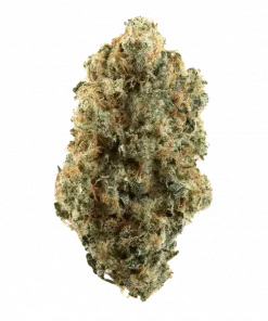 Dole Whip, ananas ve narenciye aromalarıyla öne çıkan Sativa baskın bir türdür. Enerjik etkileri ve genetik yapısını keşfedin. Hemen görüntüleyin.