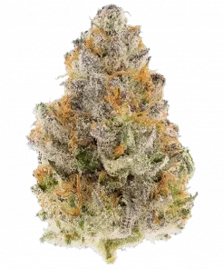 Don Lemon, sert yakıtımsı ve kimyasal limon aroması notalarıyla öne çıkan Indica baskın bir türdür. Çeşitli kullanım alanlarını ve genetik yapısını keşfedin.