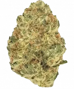 Donkey Butter, sert yakıtımsı aroması ve 'e varan THC içeriğiyle bilinen indica dominant bir türdür. Derin rahatlama için Donkey Butter'ı keşfedin.