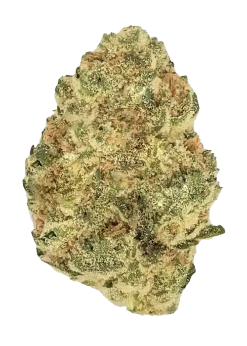 Donkey Butter, sert yakıtımsı aroması ve 'e varan THC içeriğiyle bilinen indica dominant bir türdür. Derin rahatlama için Donkey Butter'ı keşfedin.